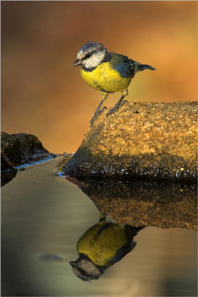 Reflejo de Herrerillo común (Cyanistes caeruleus)